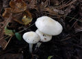 Hygrophorus cossus